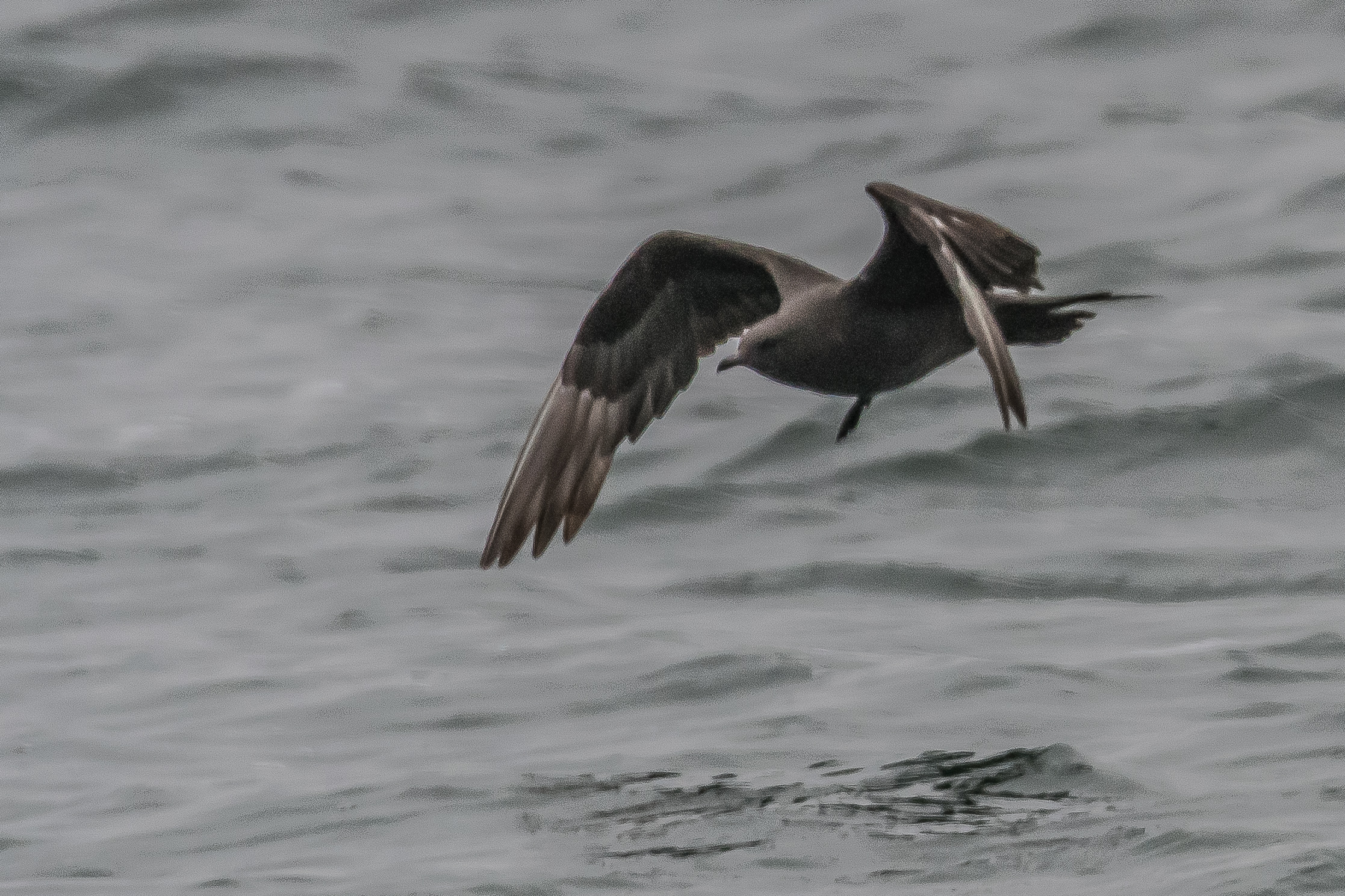 Puffin fuligineux (Sooty shearwater, Ardenna grisea), Walvis bay, Namibie.